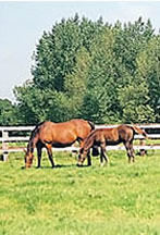Rossenarra Stud, Kells, County Kilkenny, Ireland